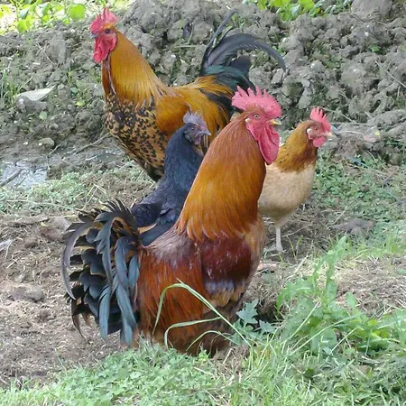 Casa vacanze Le Des Oiseaux *