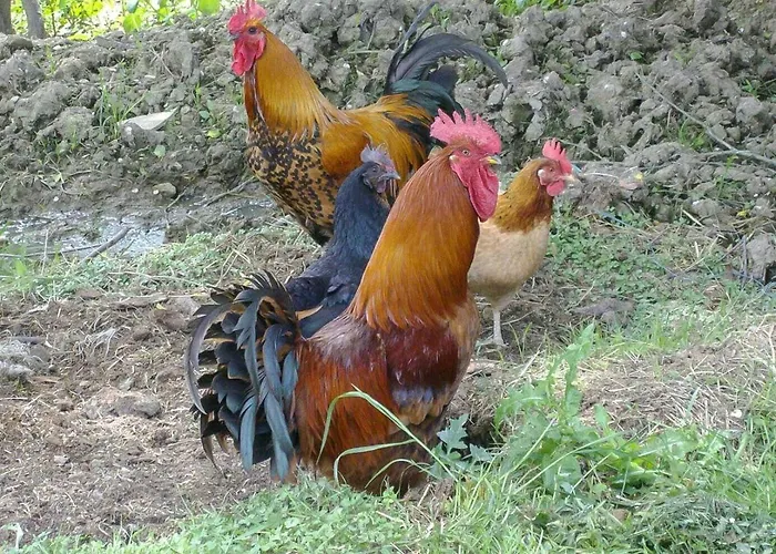 Holiday home Le Des Oiseaux *