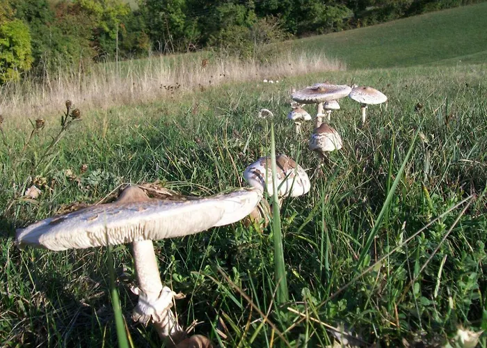 Le Des Oiseaux * Montbernard